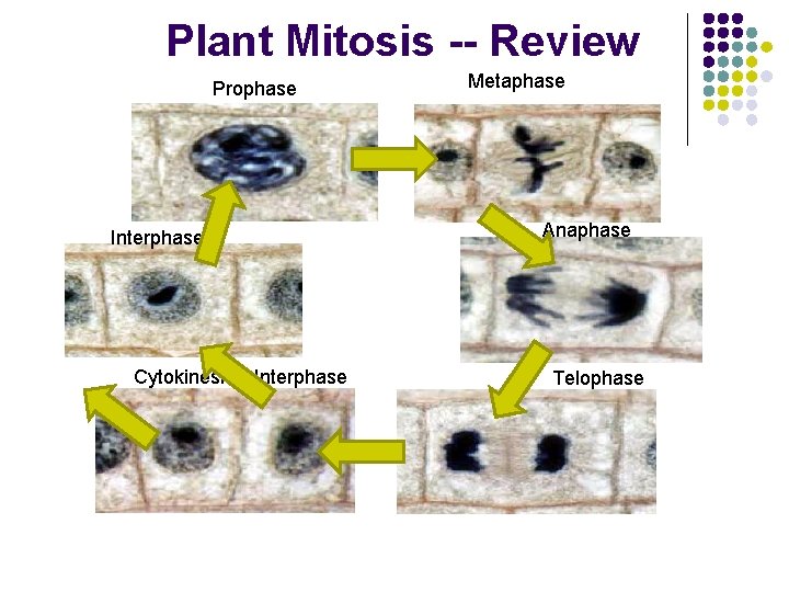 Plant Mitosis -- Review Prophase Interphase Cytokinesis Interphase Metaphase Anaphase Telophase 