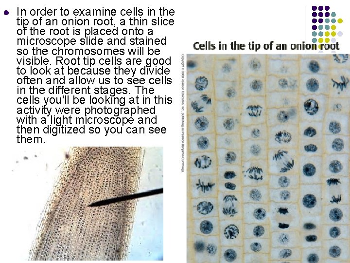 l In order to examine cells in the tip of an onion root, a