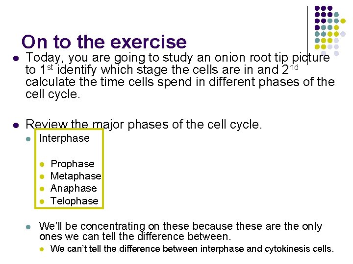 On to the exercise l Today, you are going to study an onion root