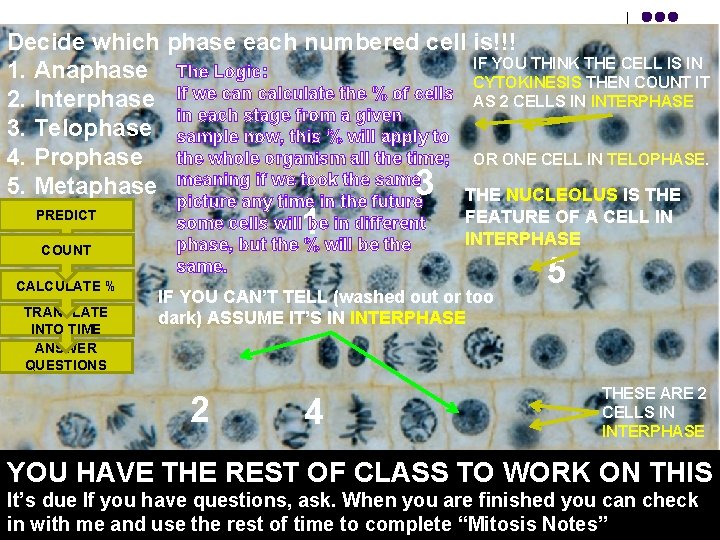 Decide which phase each numbered cell is!!! IF YOU THINK THE CELL IS IN