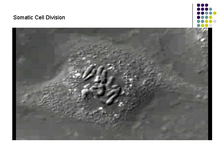 Somatic Cell Division 