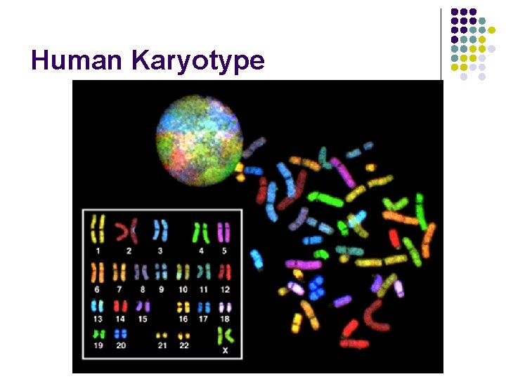 Human Karyotype 