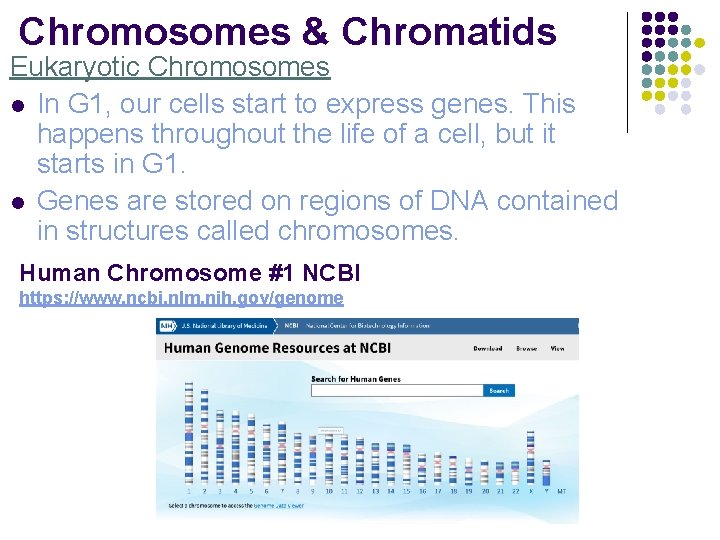 Chromosomes & Chromatids Eukaryotic Chromosomes l In G 1, our cells start to express