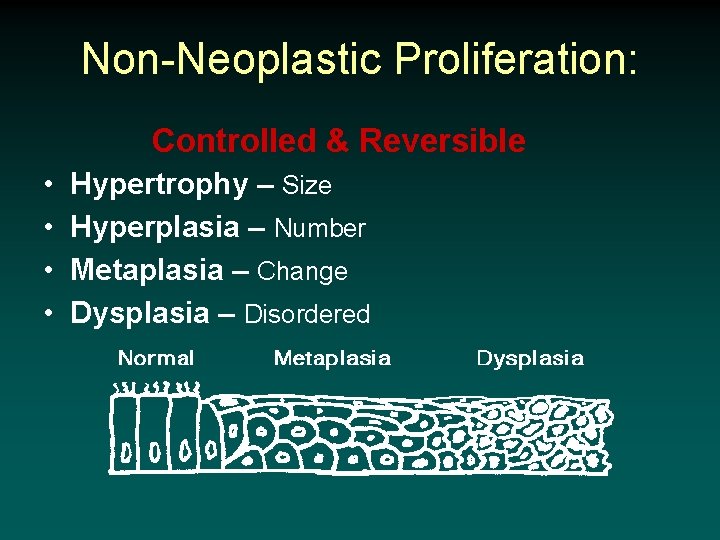 Non-Neoplastic Proliferation: Controlled & Reversible • • Hypertrophy – Size Hyperplasia – Number Metaplasia