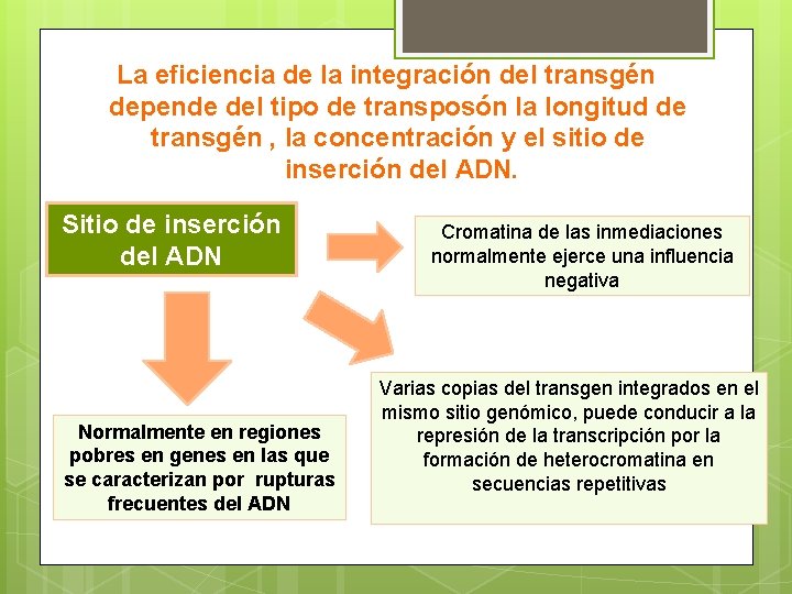 La eficiencia de la integración del transgén depende del tipo de transposón la longitud