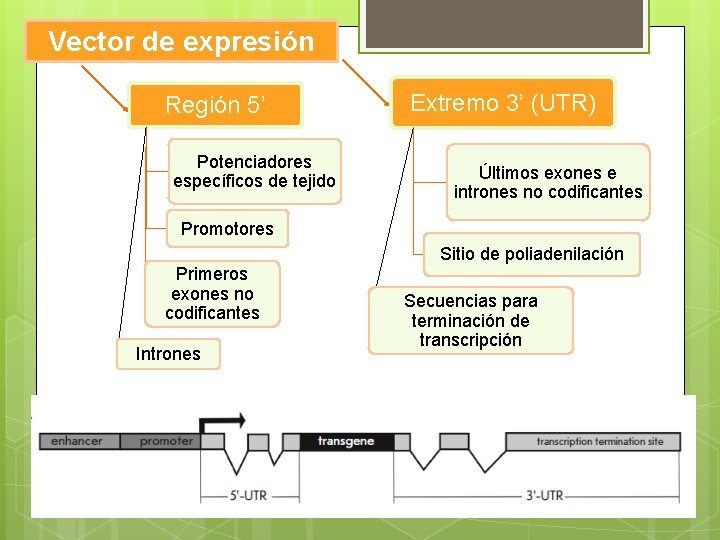 Vector de expresión Región 5’ Potenciadores específicos de tejido Extremo 3’ (UTR) Últimos exones