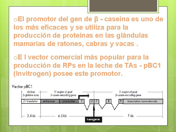 o. El promotor del gen de β - caseína es uno de los más