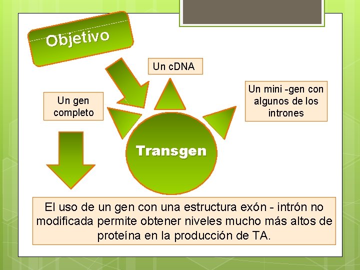 Objetivo Un c. DNA Un mini -gen con algunos de los intrones Un gen