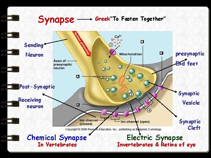 Synapse Greek“To Fasten Together” Sending Neuron presynaptic End feet Post-Synaptic Receiving neuron Synaptic Vesicle