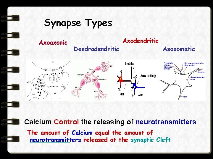 Synapse Types Axoaxonic Axodendritic Dendrodendritic Axosomatic Calcium Control the releasing of neurotransmitters The amount