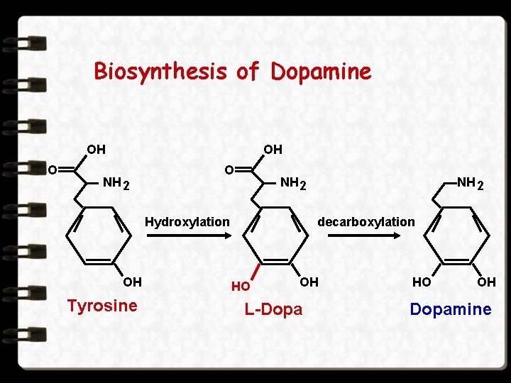 Biosynthesis of Dopamine OH O OH NH 2 O NH 2 Hydroxylation OH Tyrosine