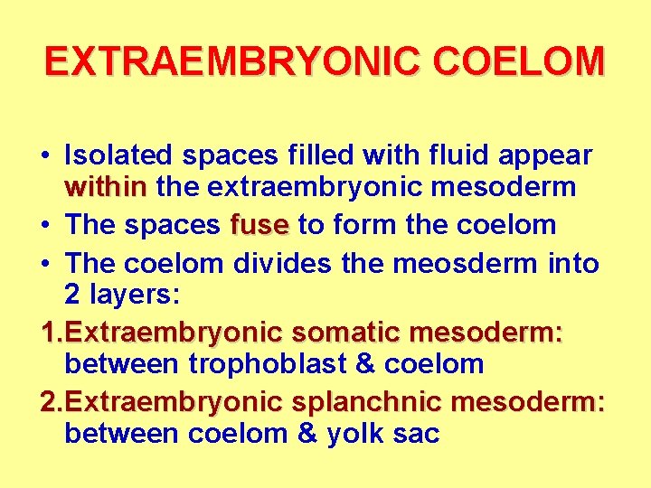 EXTRAEMBRYONIC COELOM • Isolated spaces filled with fluid appear within the extraembryonic mesoderm •
