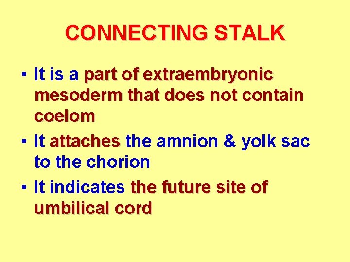 CONNECTING STALK • It is a part of extraembryonic mesoderm that does not contain