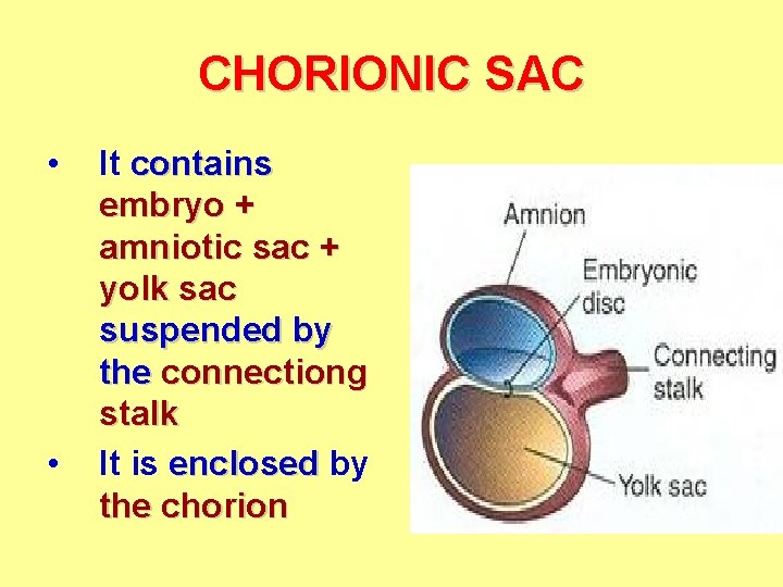 CHORIONIC SAC • • It contains embryo + amniotic sac + yolk sac suspended