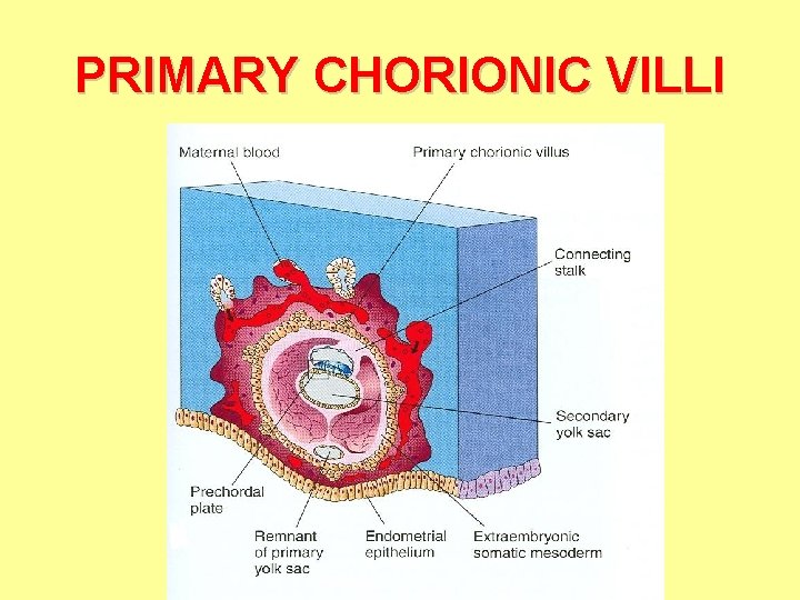 PRIMARY CHORIONIC VILLI 