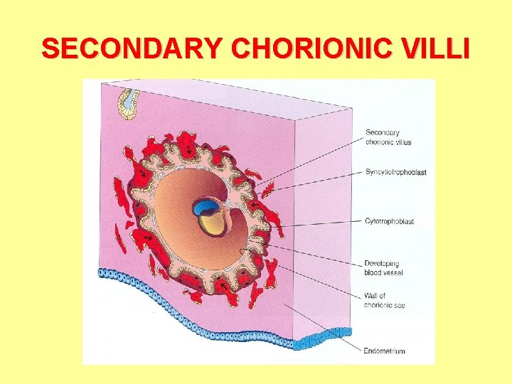 SECONDARY CHORIONIC VILLI 