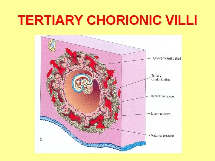 TERTIARY CHORIONIC VILLI 