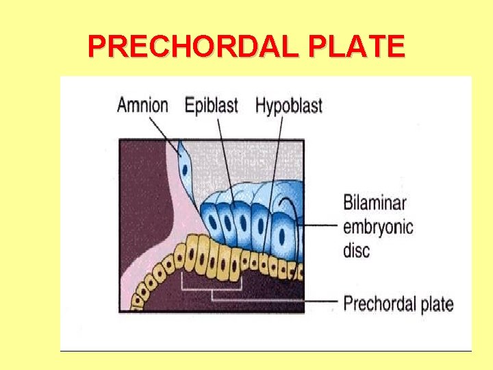 PRECHORDAL PLATE 