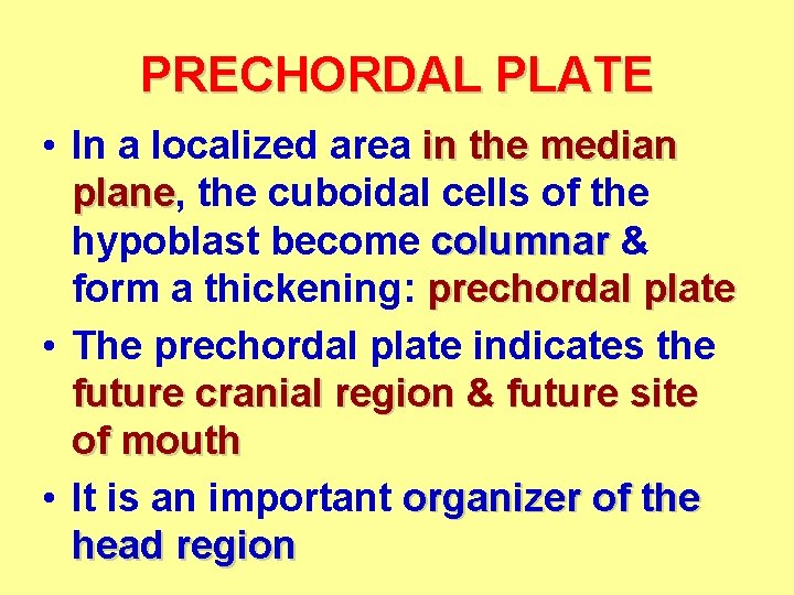 PRECHORDAL PLATE • In a localized area in the median plane, plane the cuboidal