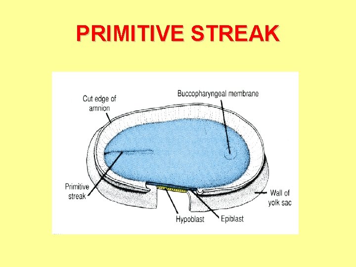 PRIMITIVE STREAK 