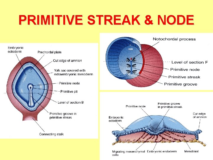 PRIMITIVE STREAK & NODE 