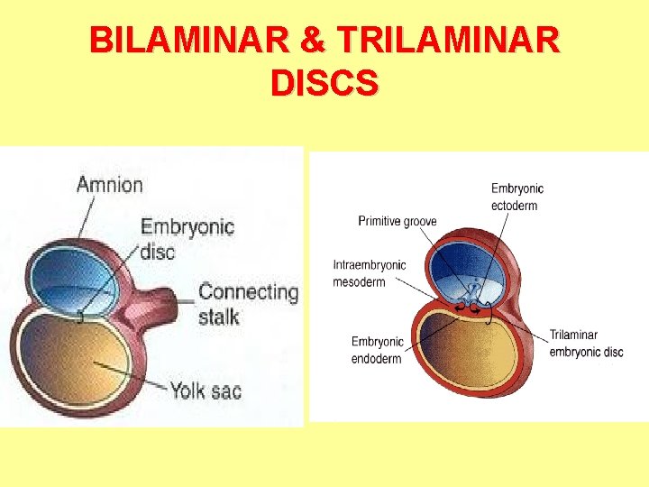 BILAMINAR & TRILAMINAR DISCS 