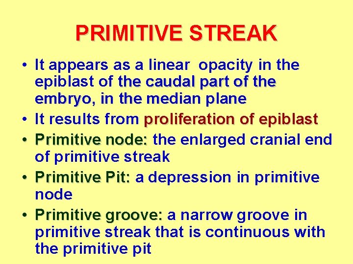 PRIMITIVE STREAK • It appears as a linear opacity in the epiblast of the