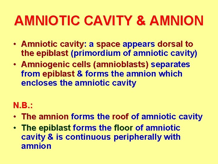 AMNIOTIC CAVITY & AMNION • Amniotic cavity: cavity a space appears dorsal to the
