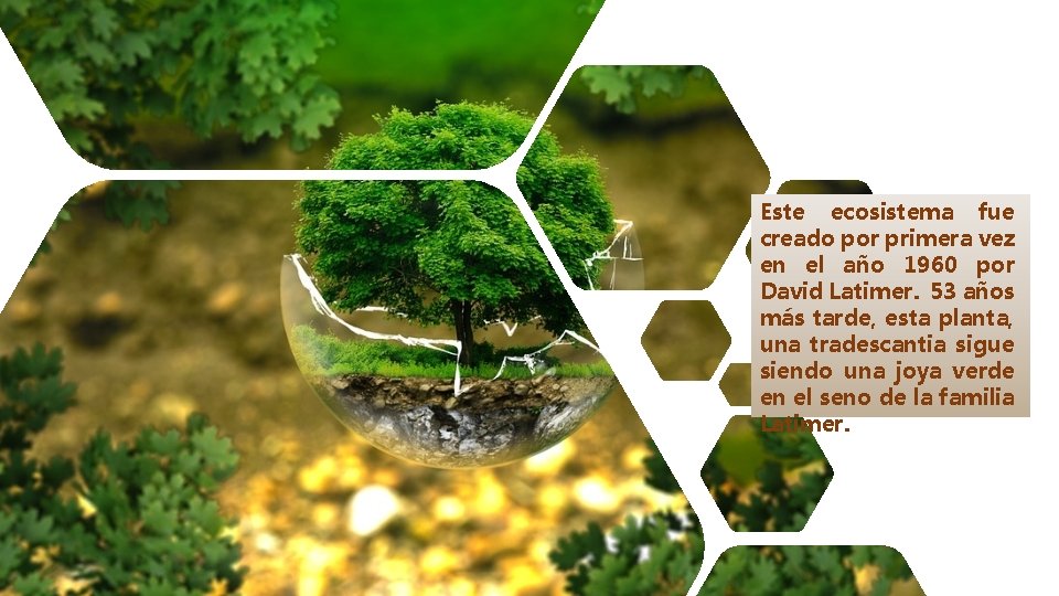 Este ecosistema fue creado por primera vez en el año 1960 por David Latimer.