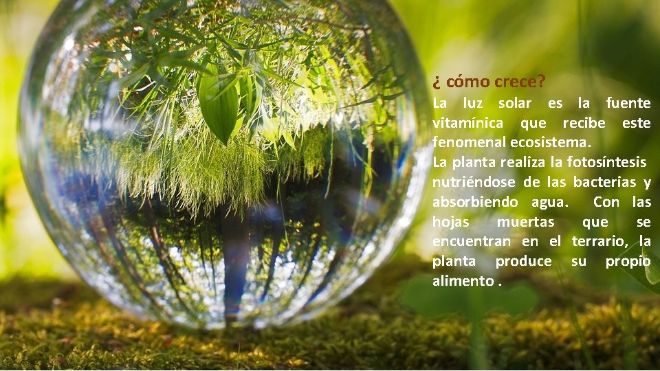 ¿ cómo crece? La luz solar es la fuente vitamínica que recibe este fenomenal