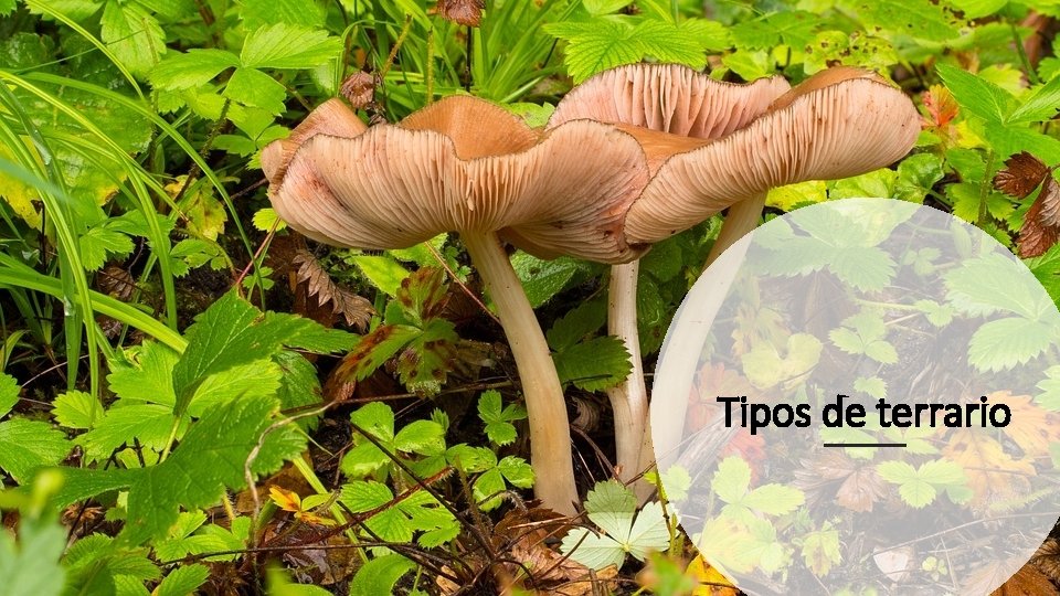 Tipos de terrario 