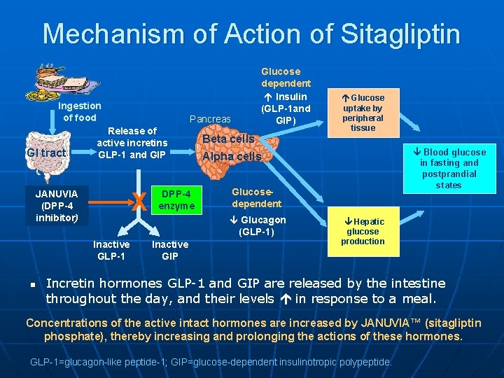 Mechanism of Action of Sitagliptin Ingestion of food GI tract X Inactive GLP-1 n