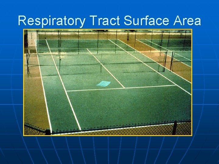 Respiratory Tract Surface Area 