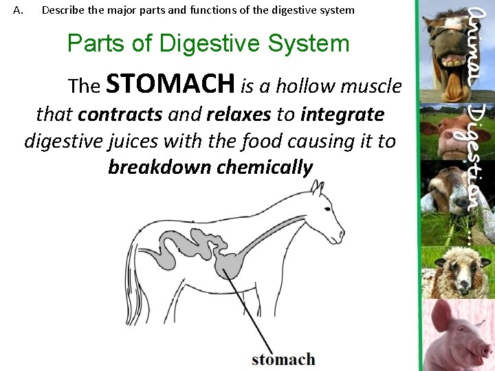A. Describe the major parts and functions of the digestive system Parts of Digestive