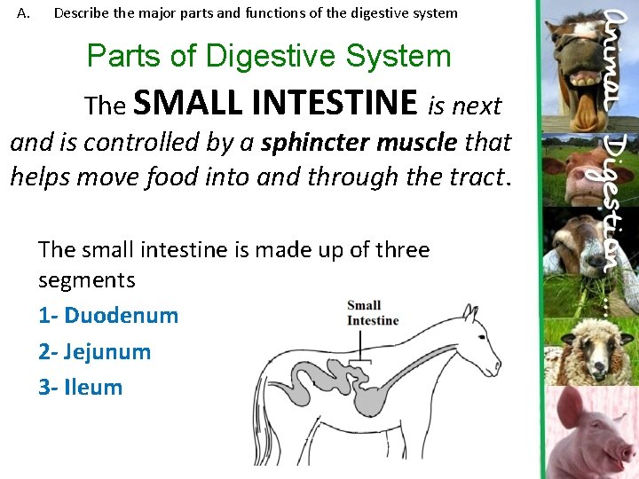 A. Describe the major parts and functions of the digestive system Parts of Digestive