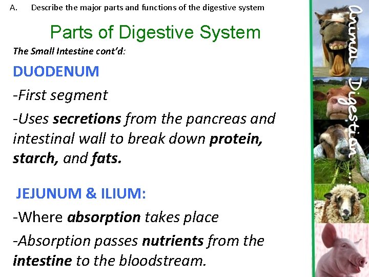 A. Describe the major parts and functions of the digestive system Parts of Digestive