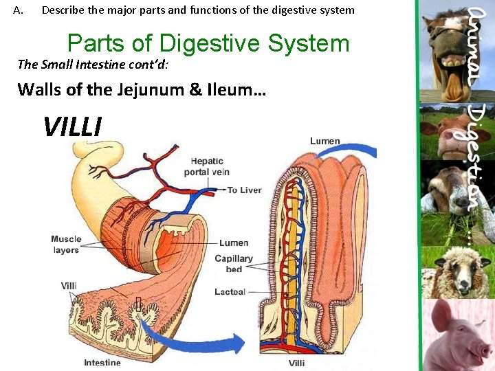 A. Describe the major parts and functions of the digestive system Parts of Digestive