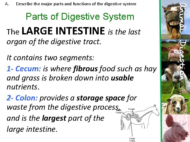 A. Describe the major parts and functions of the digestive system Parts of Digestive