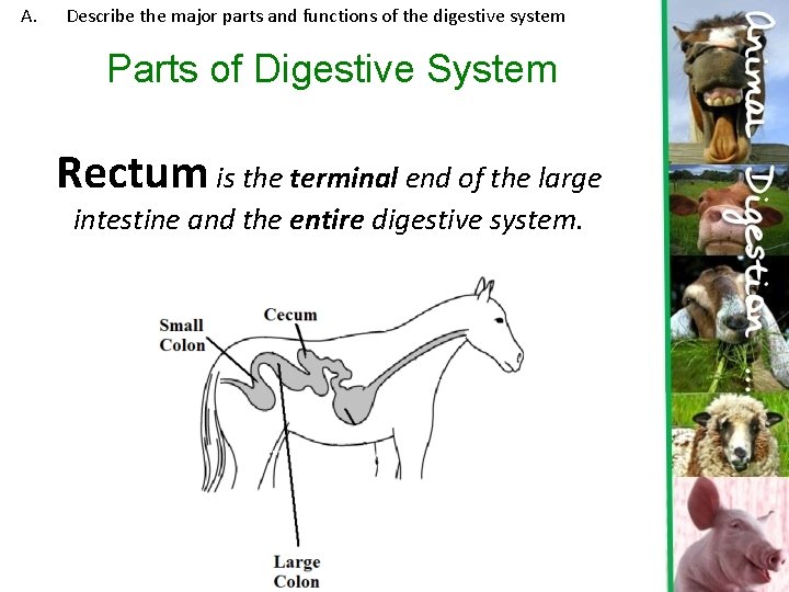 A. Describe the major parts and functions of the digestive system Parts of Digestive