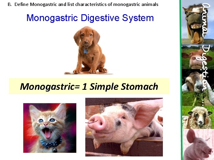 B. Define Monogastric and list characteristics of monogastric animals Monogastric Digestive System Monogastric= 1