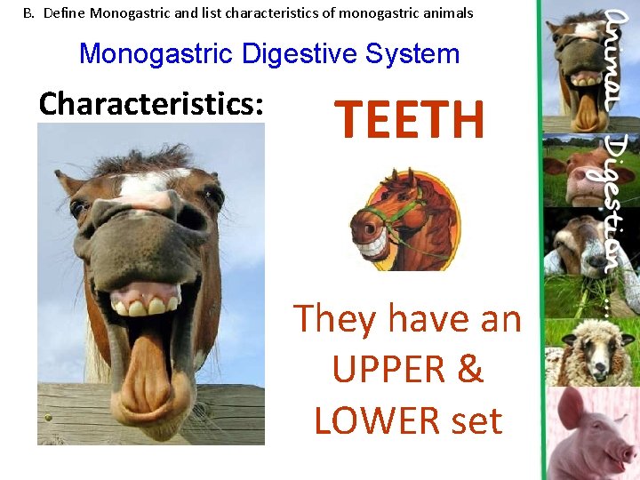 B. Define Monogastric and list characteristics of monogastric animals Monogastric Digestive System Characteristics: TEETH