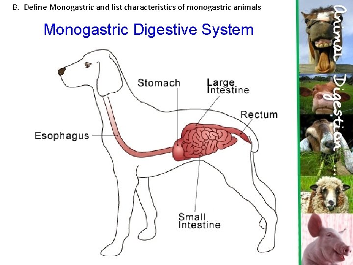 B. Define Monogastric and list characteristics of monogastric animals Monogastric Digestive System 