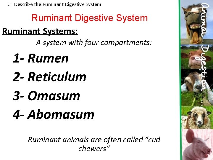 C. Describe the Ruminant Digestive System Ruminant Systems: A system with four compartments: 1