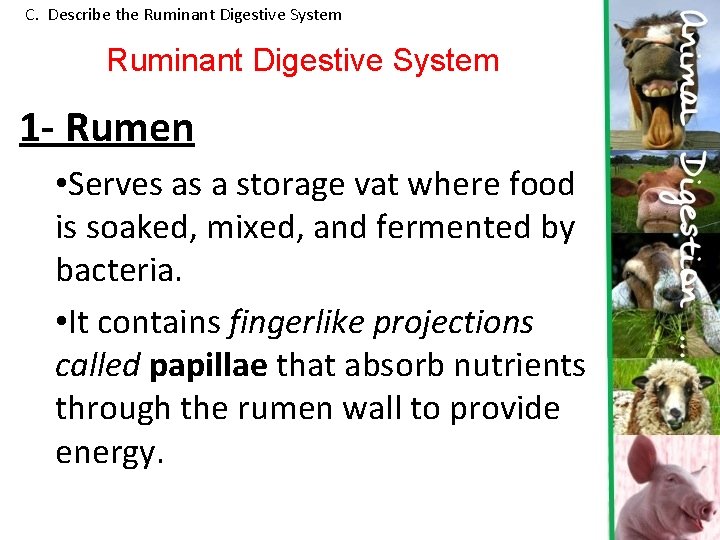 C. Describe the Ruminant Digestive System 1 - Rumen • Serves as a storage