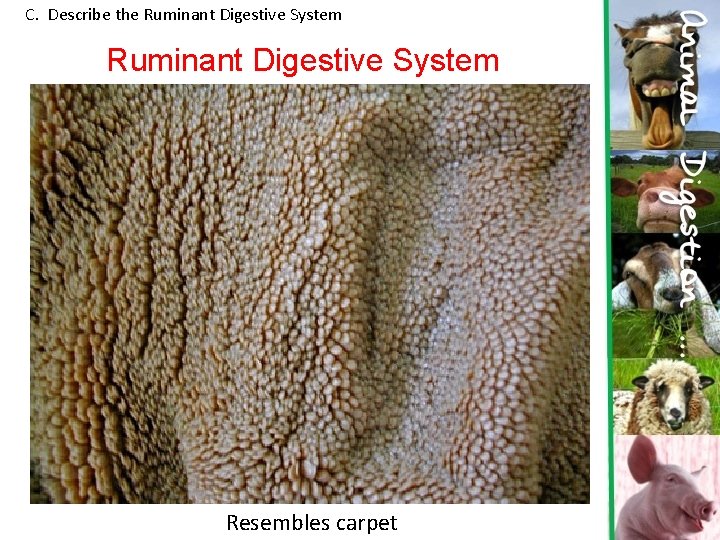 C. Describe the Ruminant Digestive System Resembles carpet 