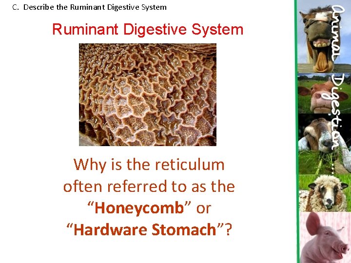 C. Describe the Ruminant Digestive System Why is the reticulum often referred to as