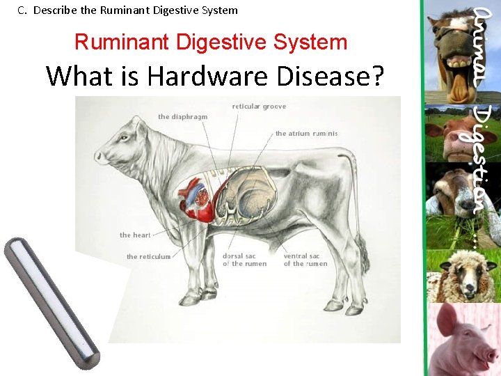 C. Describe the Ruminant Digestive System What is Hardware Disease? 