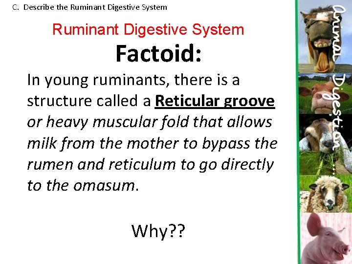 C. Describe the Ruminant Digestive System Factoid: In young ruminants, there is a structure