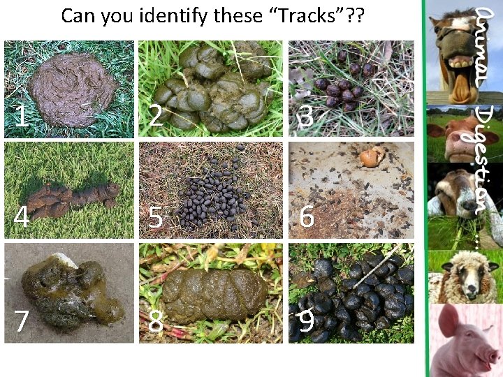 Can you identify these “Tracks”? ? 1 2 3 4 5 6 7 8
