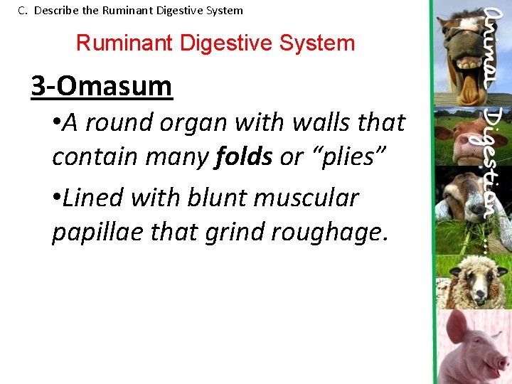 C. Describe the Ruminant Digestive System 3 -Omasum • A round organ with walls